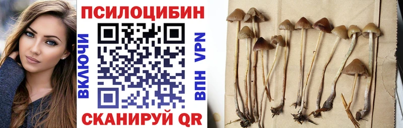 Галлюциногенные грибы Psilocybine cubensis Тогучин