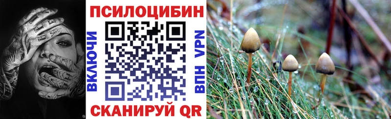 ссылка на мегу сайт  Тогучин  Галлюциногенные грибы Cubensis 